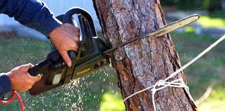 Glenview, IL Tree Care Company