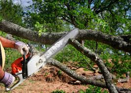 Best Tree Risk Assessment  in Glenview, IL