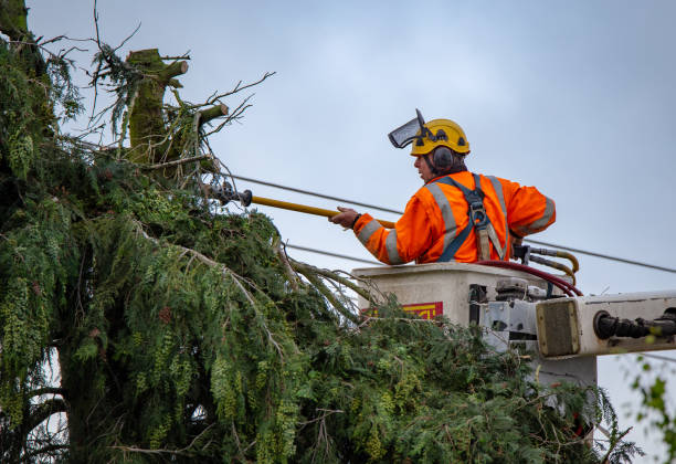 Best Tree Health Inspection  in Glenview, IL
