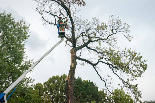 Best Firewood Processing and Delivery  in Glenview, IL