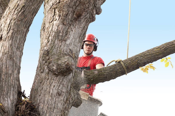 Best Utility Line Clearance  in Glenview, IL